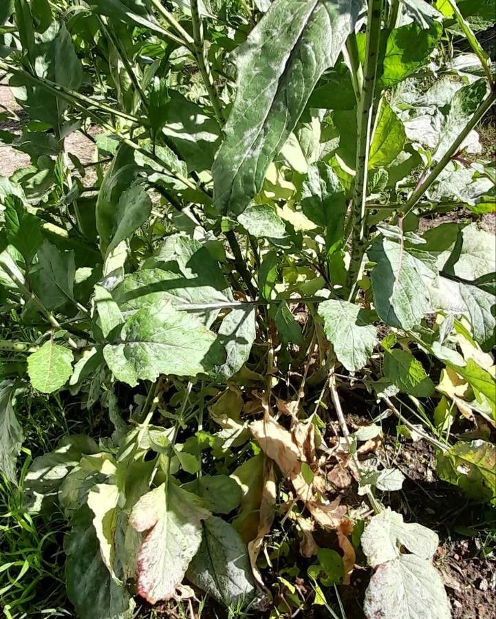 Rapistrum rugosum — search result for 'Eurasia'