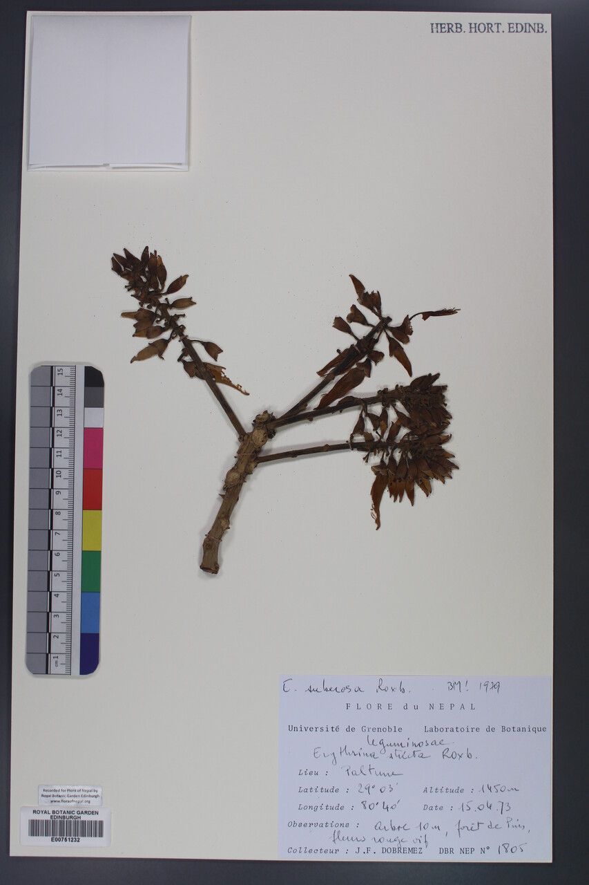 Erythrina suberosa other