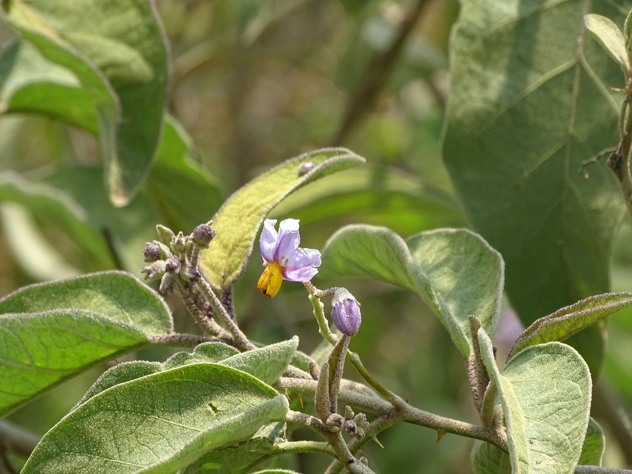 Solanum campylacanthum flower