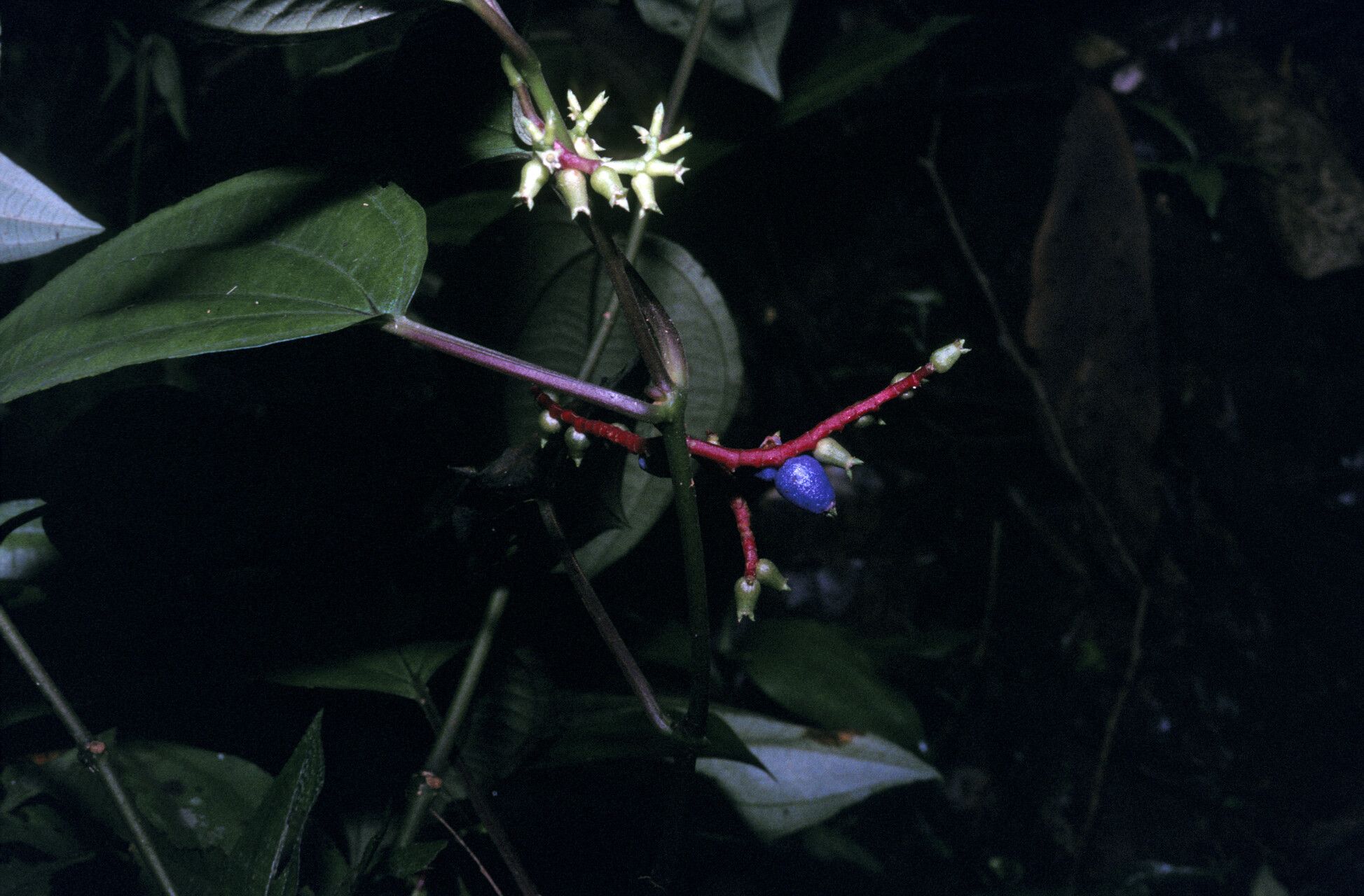 Miconia trimera fruit