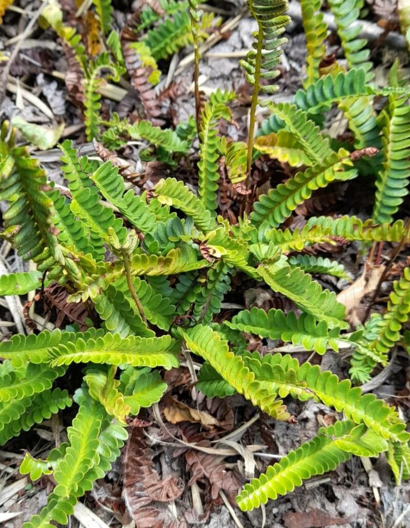 Blechnum microphyllum habit
