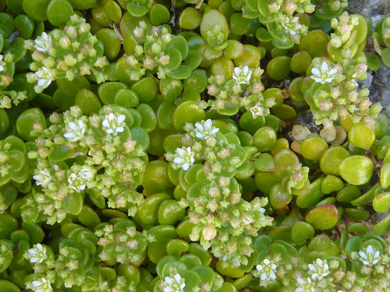 Polycarpon polycarpoides flower