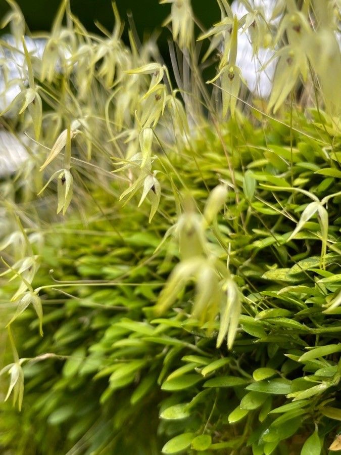 Barbosella gardneri flower
