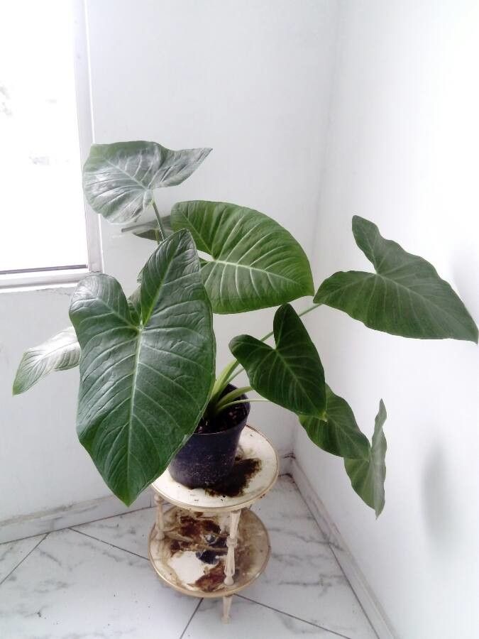 Xanthosoma taioba habit