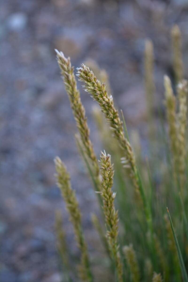 Melica canariensis flower