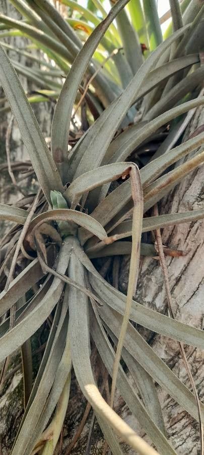 Tillandsia pohliana — search result for 'Peru to Bolivia'