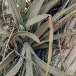 Tillandsia pohliana