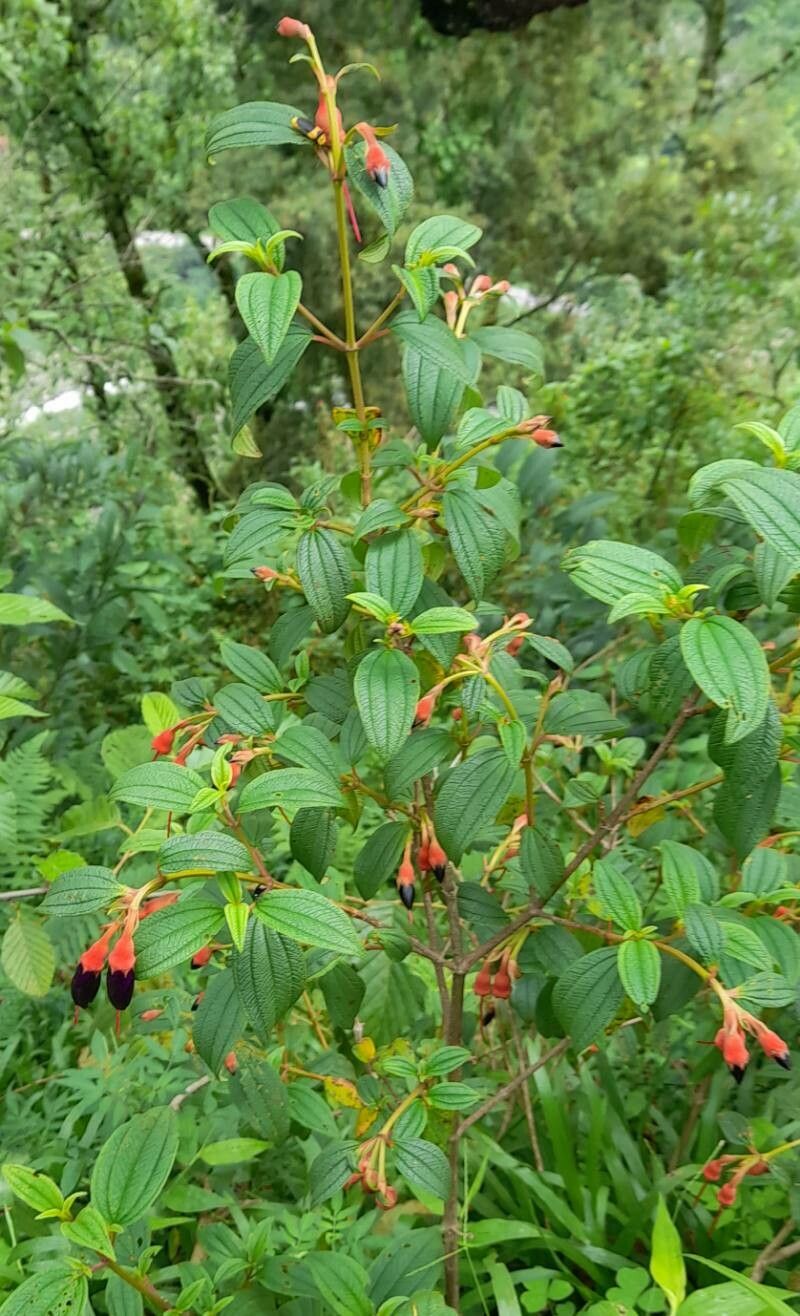 Brachyotum microdon habit