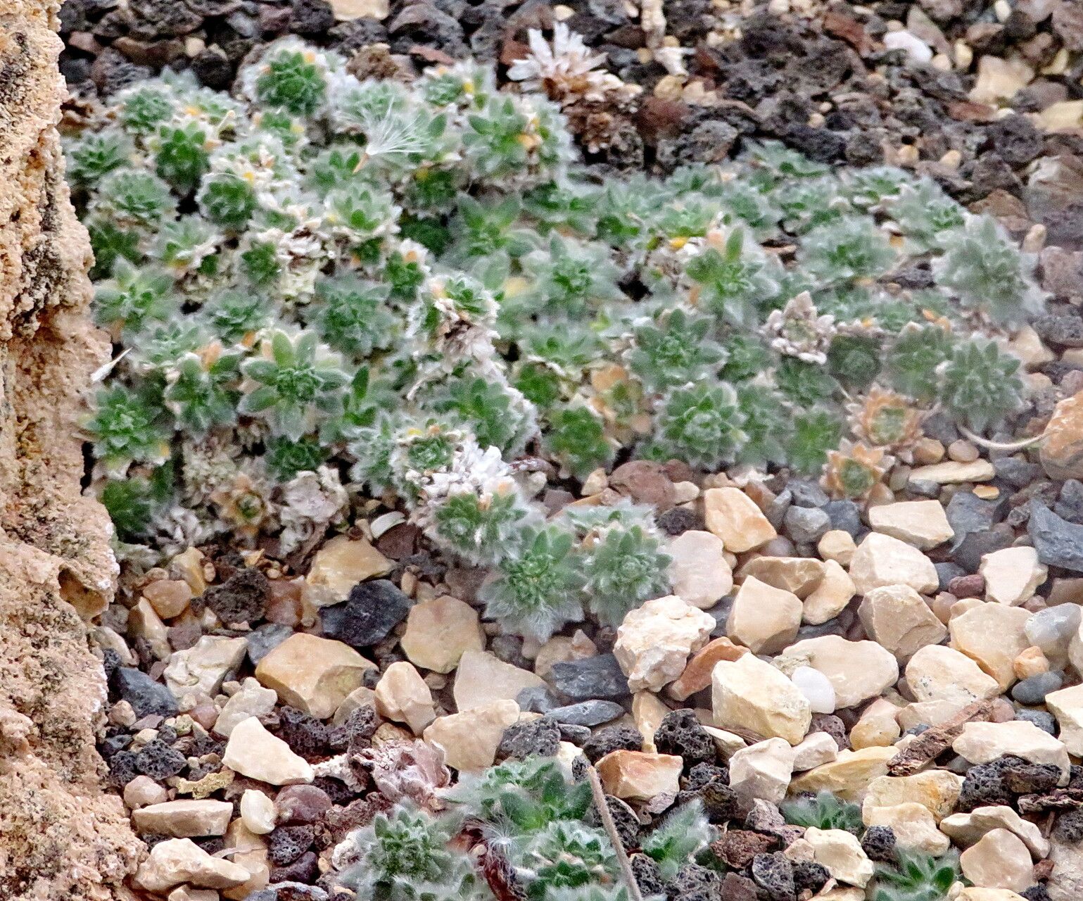 Arabis bryoides habit