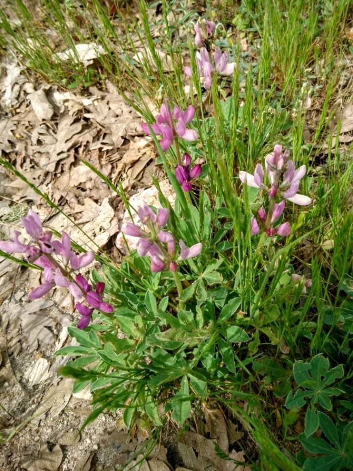 Lupinus hispanicus flower