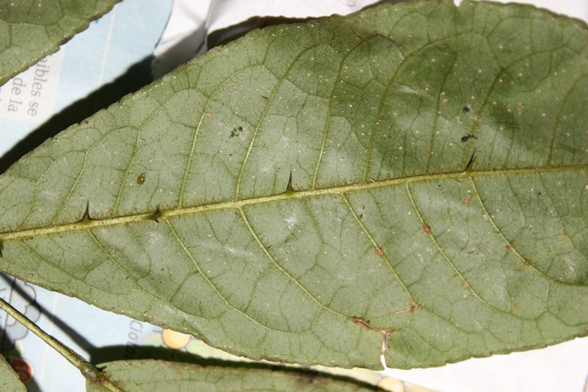 Zanthoxylum buesgenii leaf