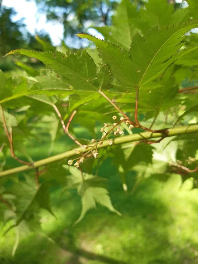 Acer micranthum flower