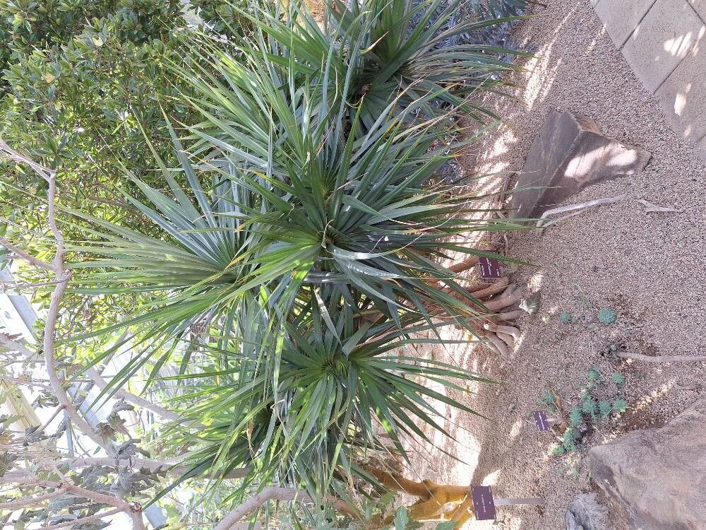 Pandanus tenuifolius habit