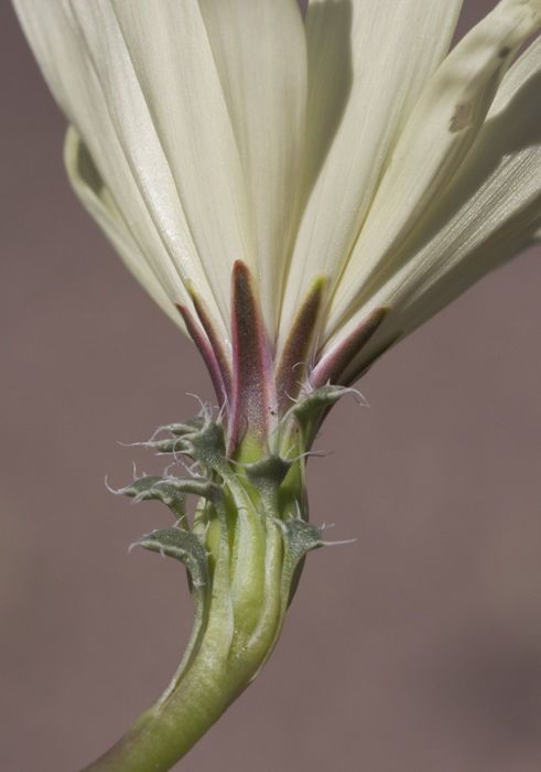 Glyptopleura setulosa habit