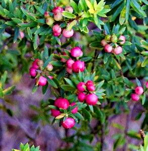 Leptecophylla tameiameiae — houseplant care guide