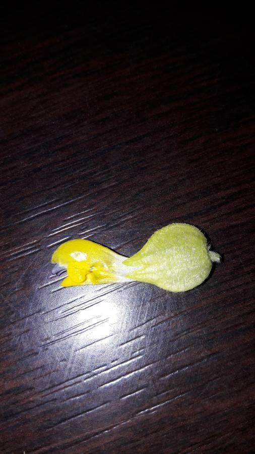 Rhinanthus major flower