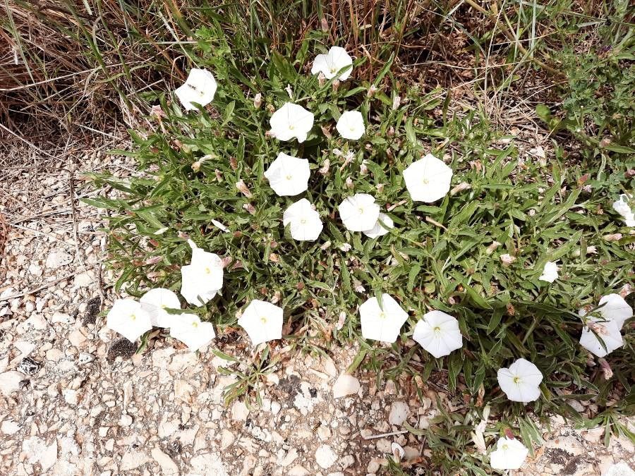 Convolvulus lineatus habit