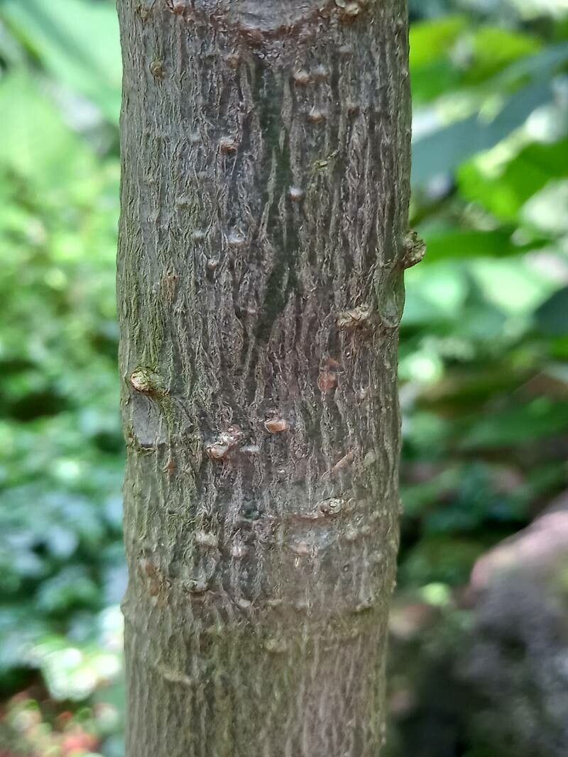 Vasconcellea cauliflora bark