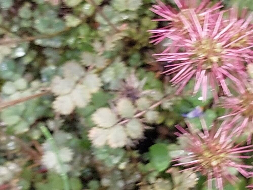Acaena saccaticupula flower