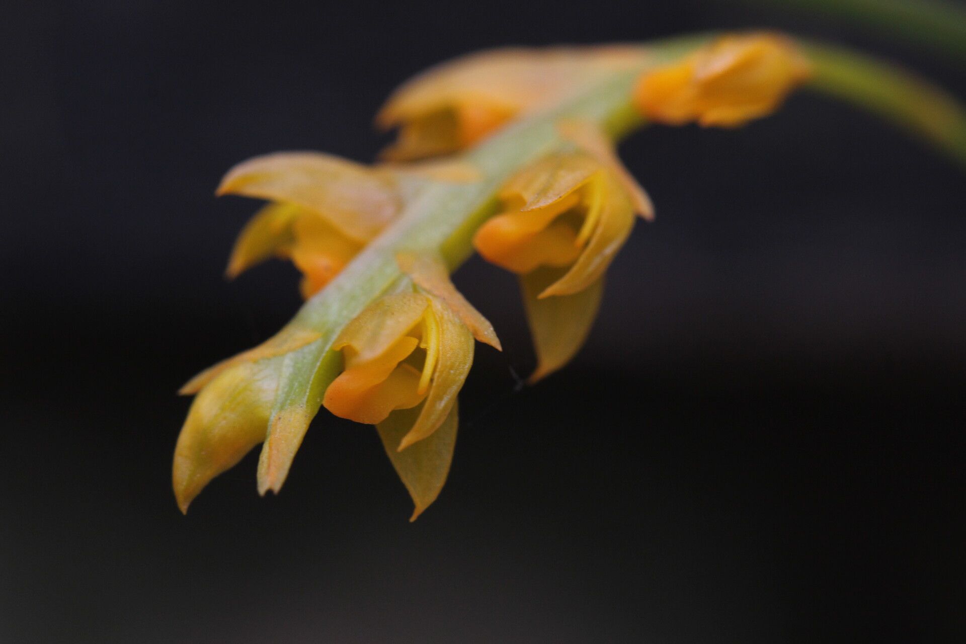 Bulbophyllum fuscum flower
