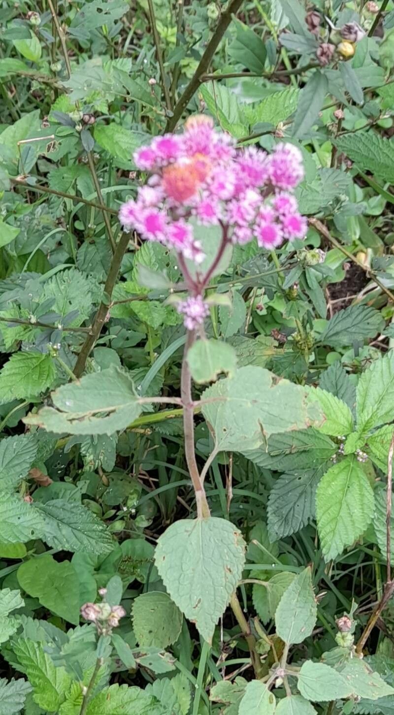 Urolepis hecatantha habit