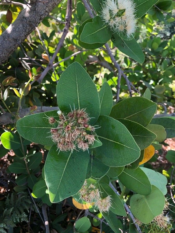 Syzygium cordatum flower