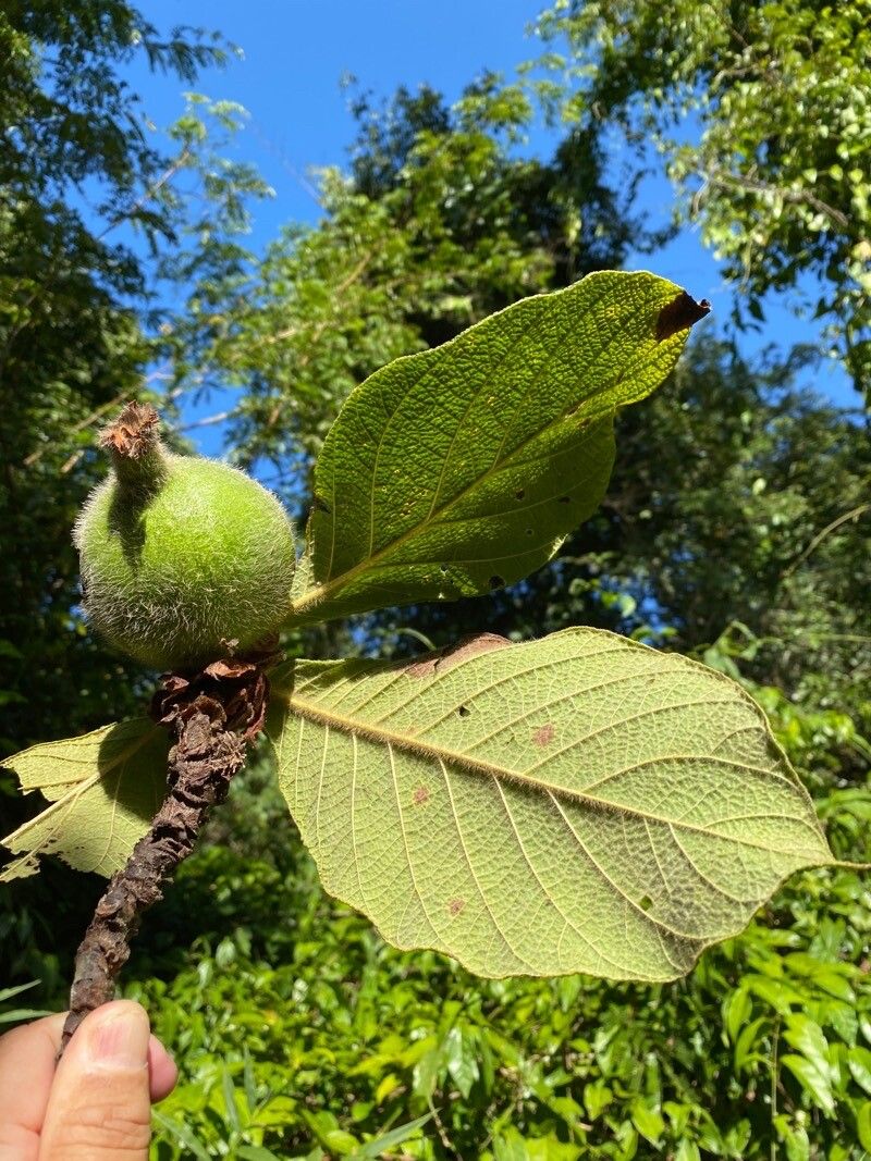 Riodocea pulcherrima — houseplant care guide