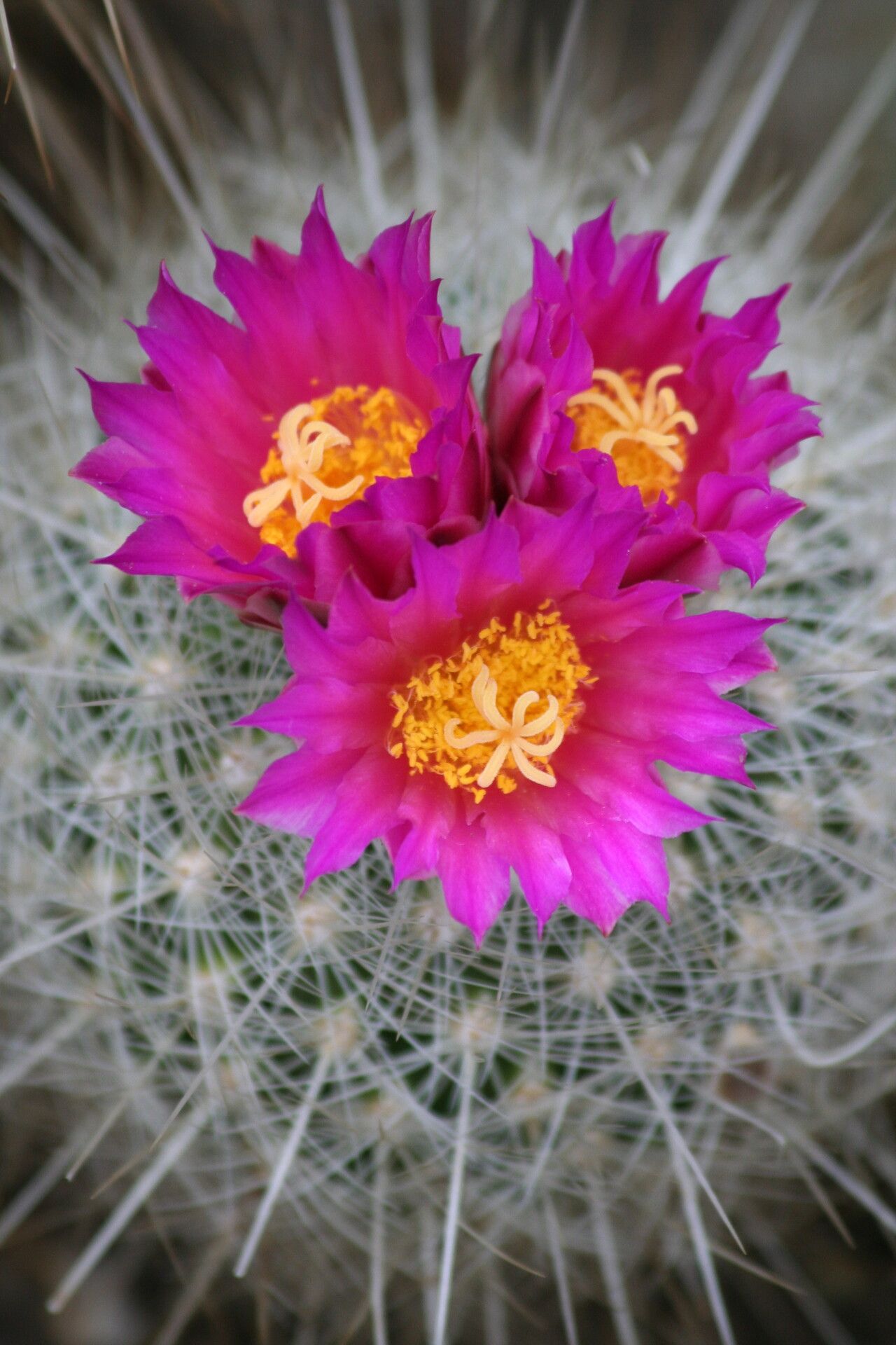 Thelocactus macdowellii flower