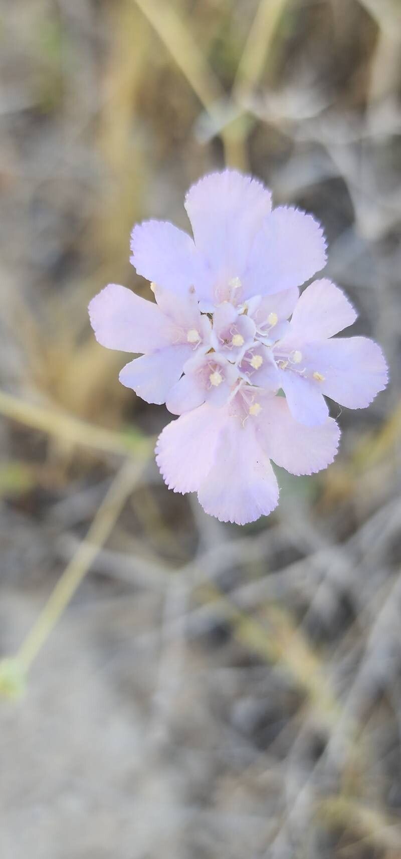 Lomelosia olivieri flower