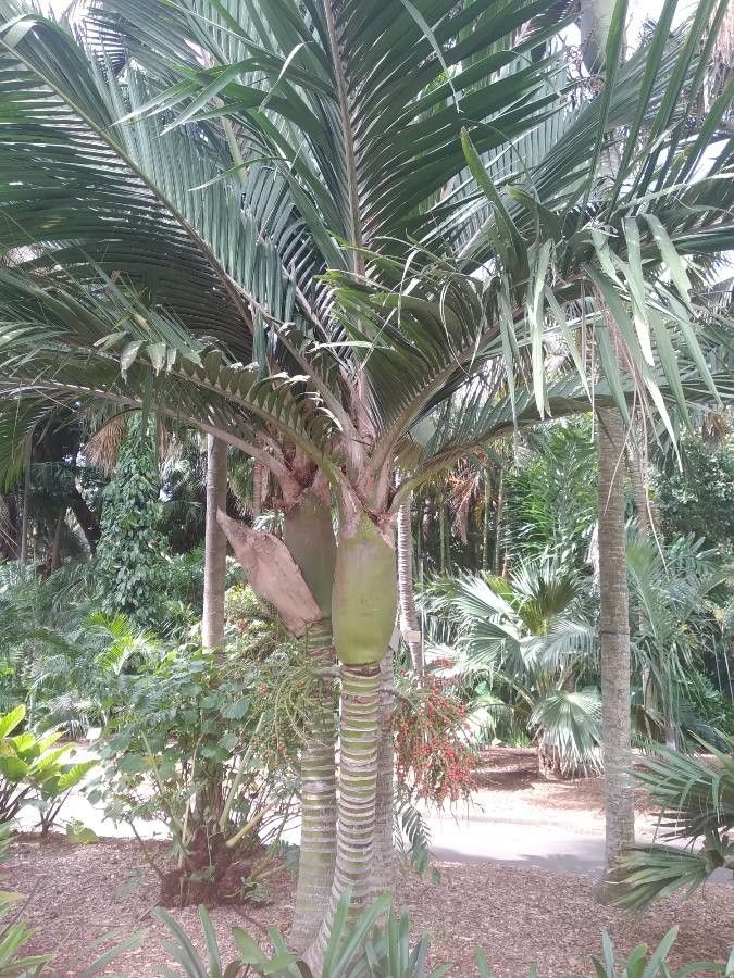 Rhopalostylis baueri habit