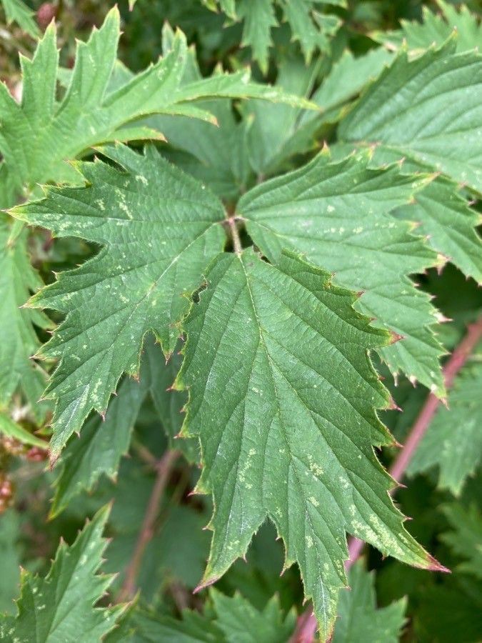 Rubus laciniatus — search result for 'Rubus'
