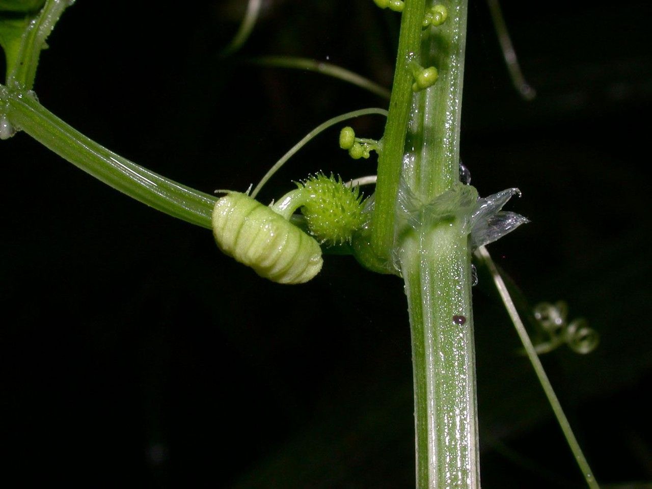 Cyclanthera multifoliola bark
