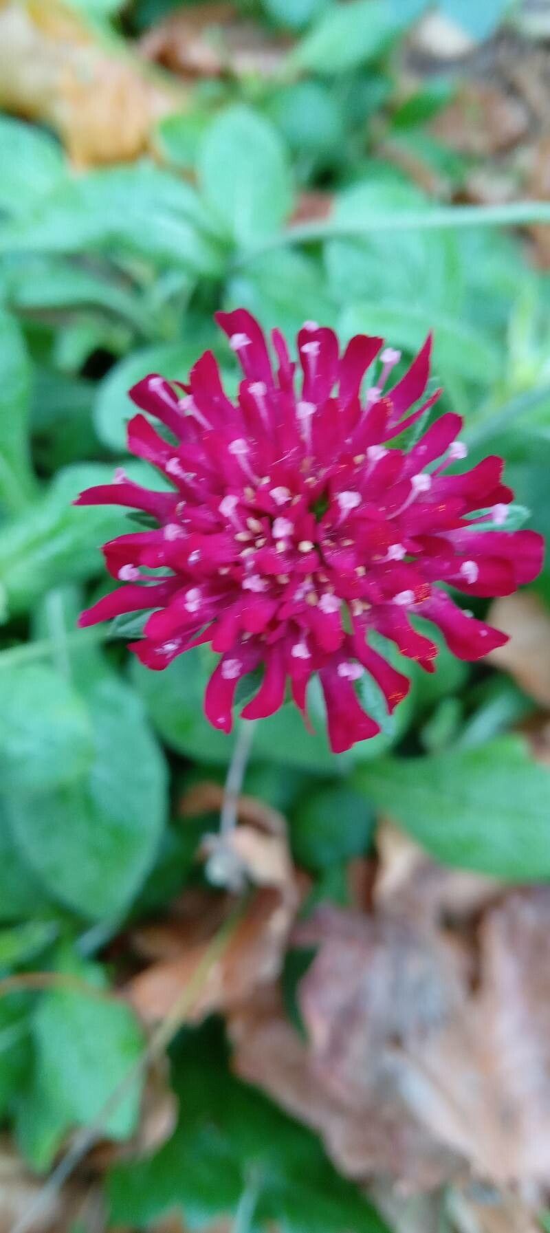 Knautia macedonica flower