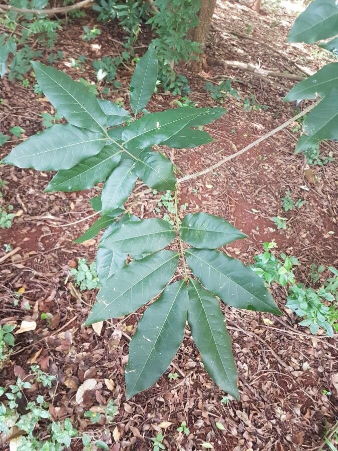 Talisia esculenta leaf