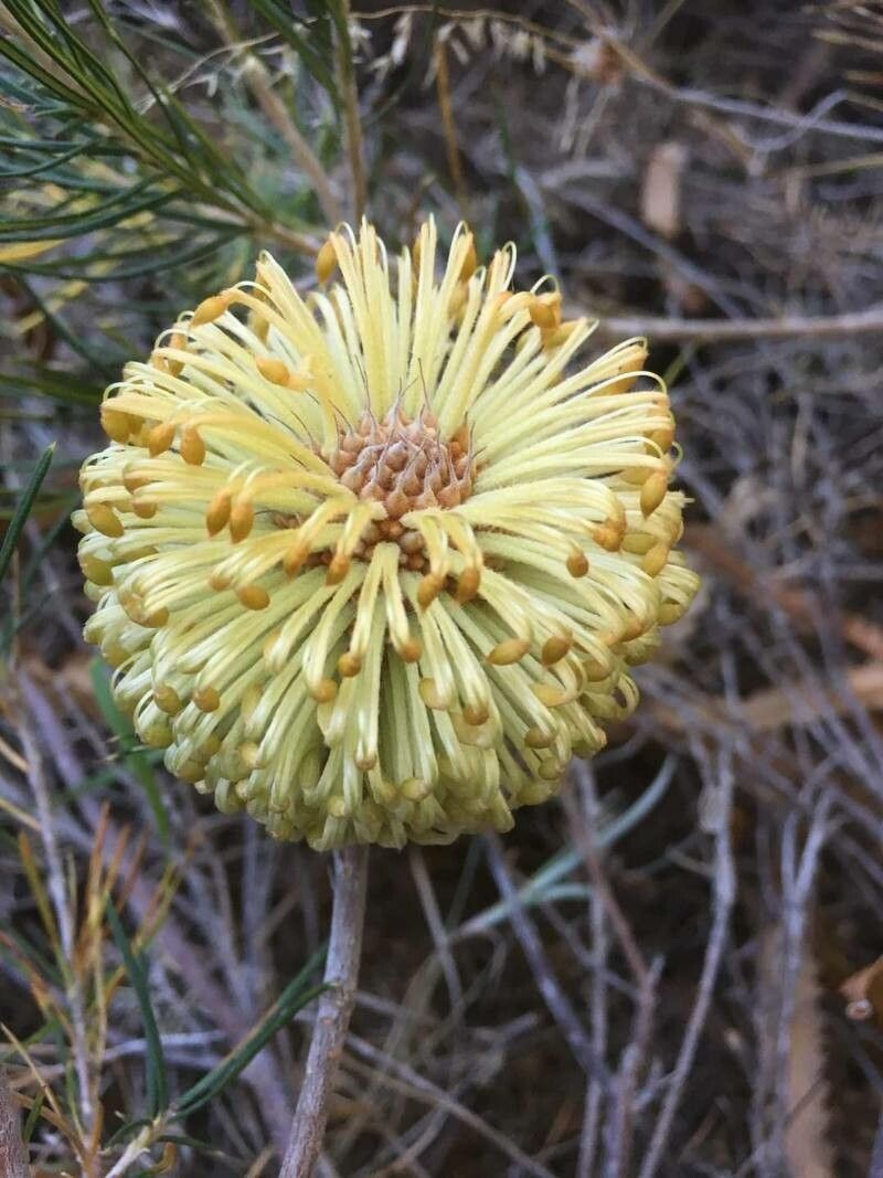 Banksia leptophylla flower