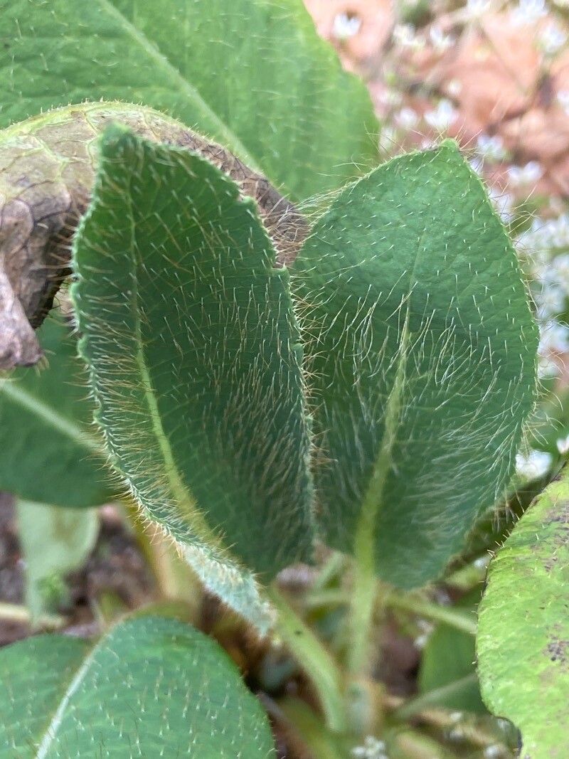 Meconopsis grandis — search result for 'Bhutan'