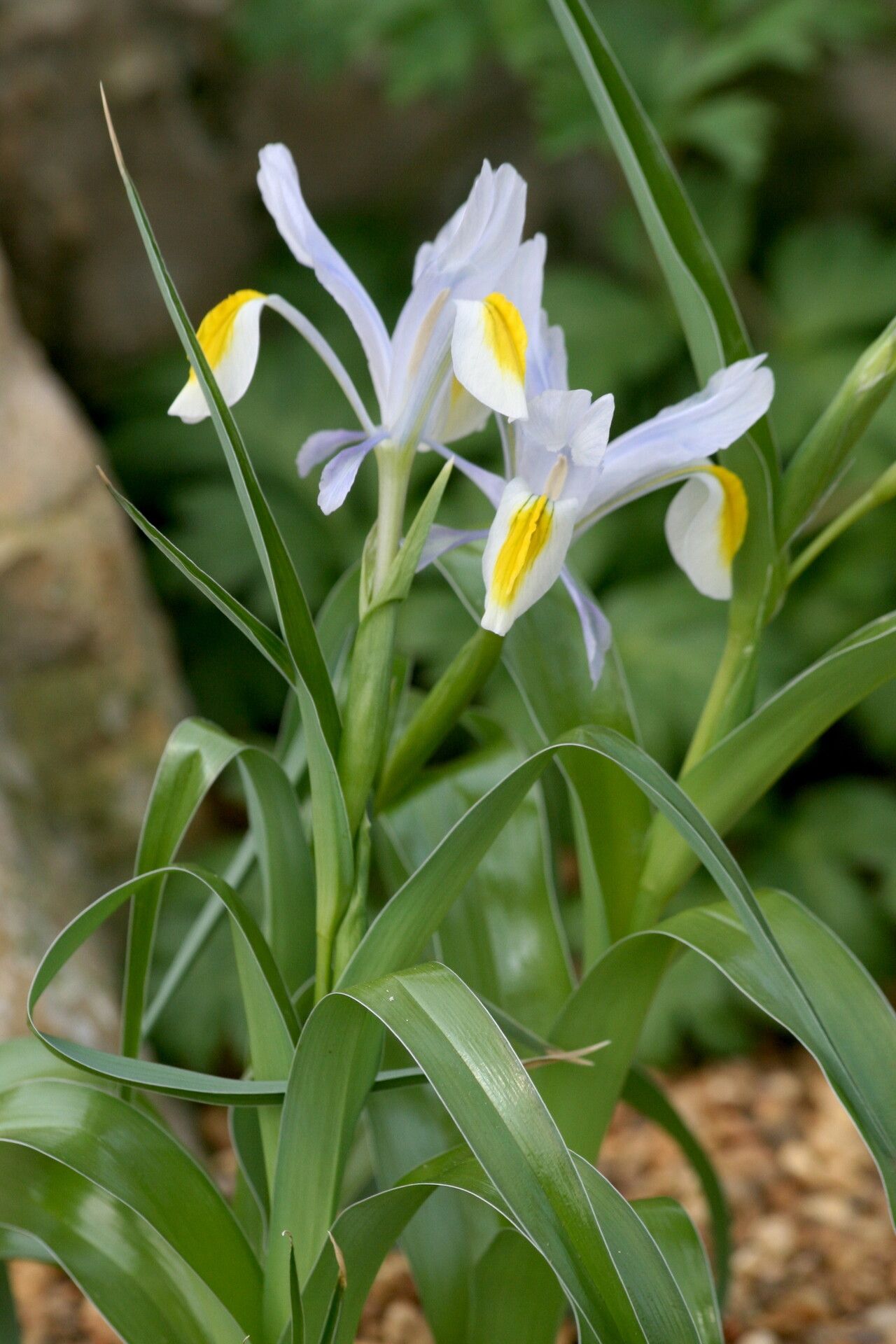 Iris vicaria — houseplant care guide