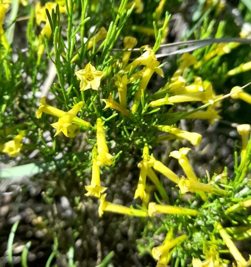 Fabiana punensis flower