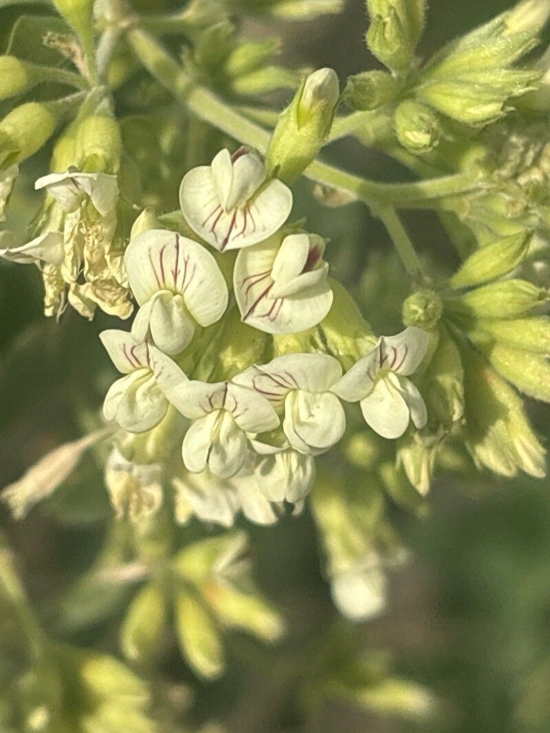 Lotus broussonetii flower