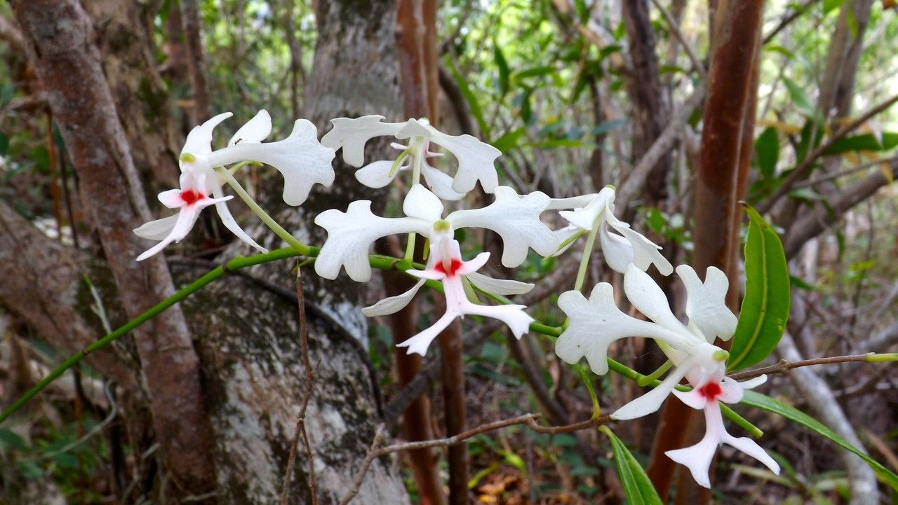 Cryptopus elatus flower