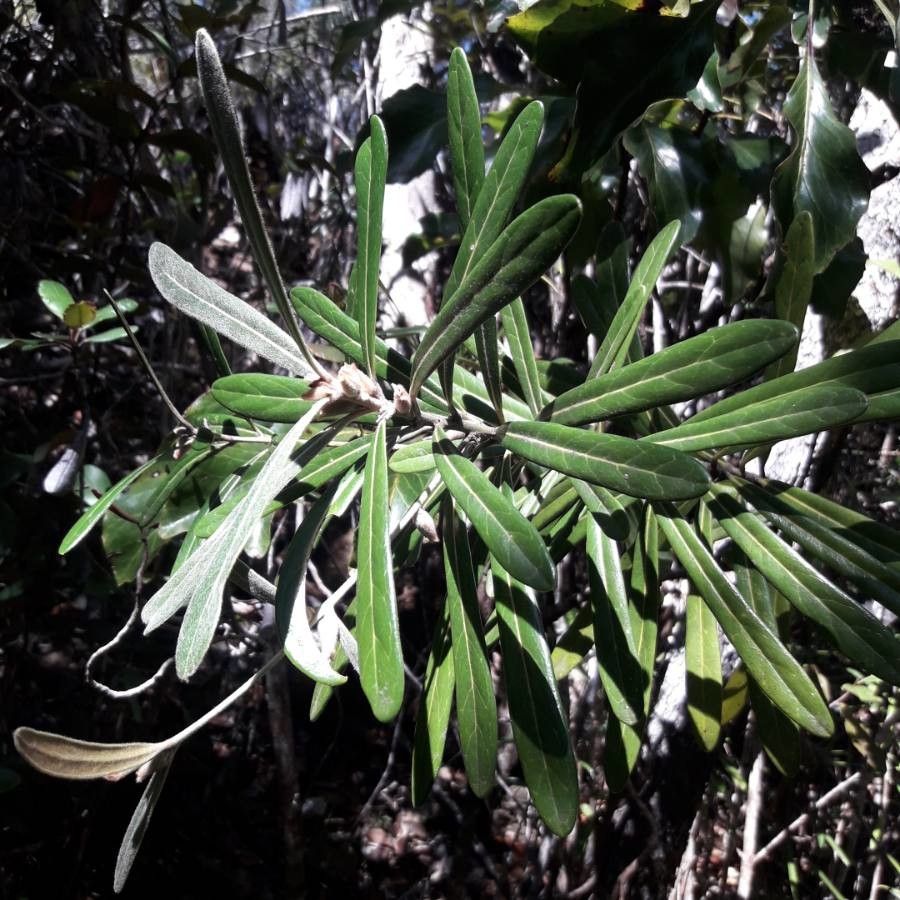 Planchonella kaalaensis — houseplant care guide