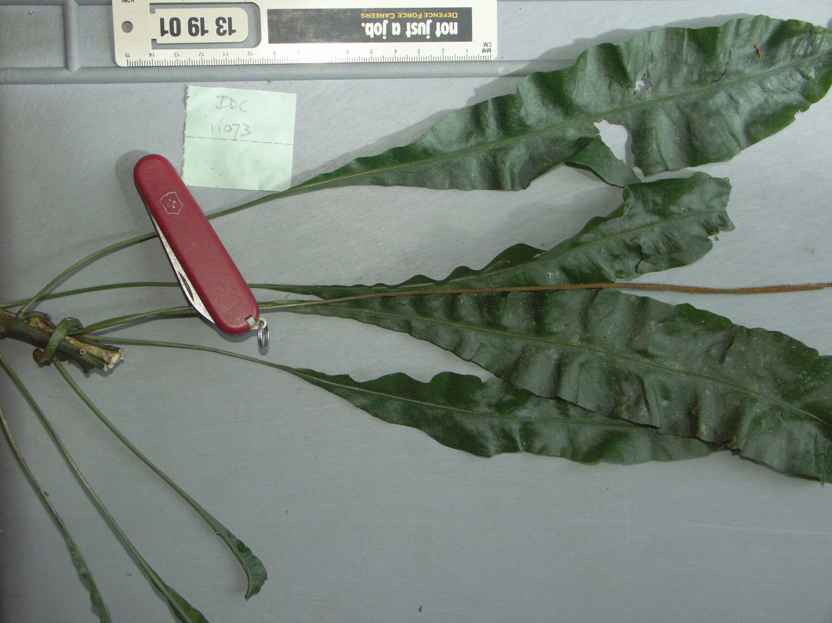 Leptochilus axillaris — related species from the same genus