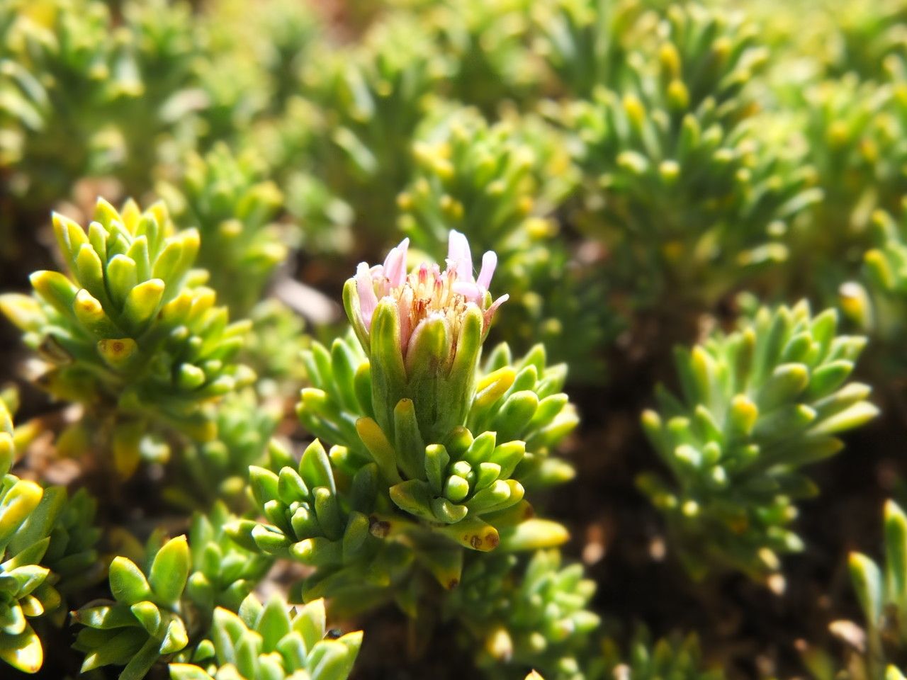 Xenophyllum weddellii — houseplant care guide