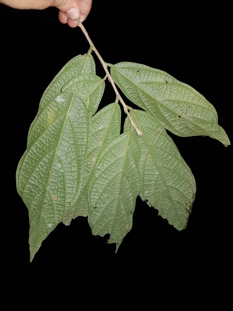 Quararibea gomeziana — search result for 'Quararibea'