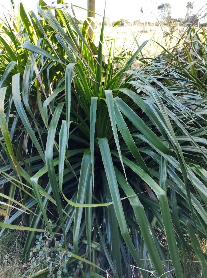 Greigia landbeckii — houseplant care guide