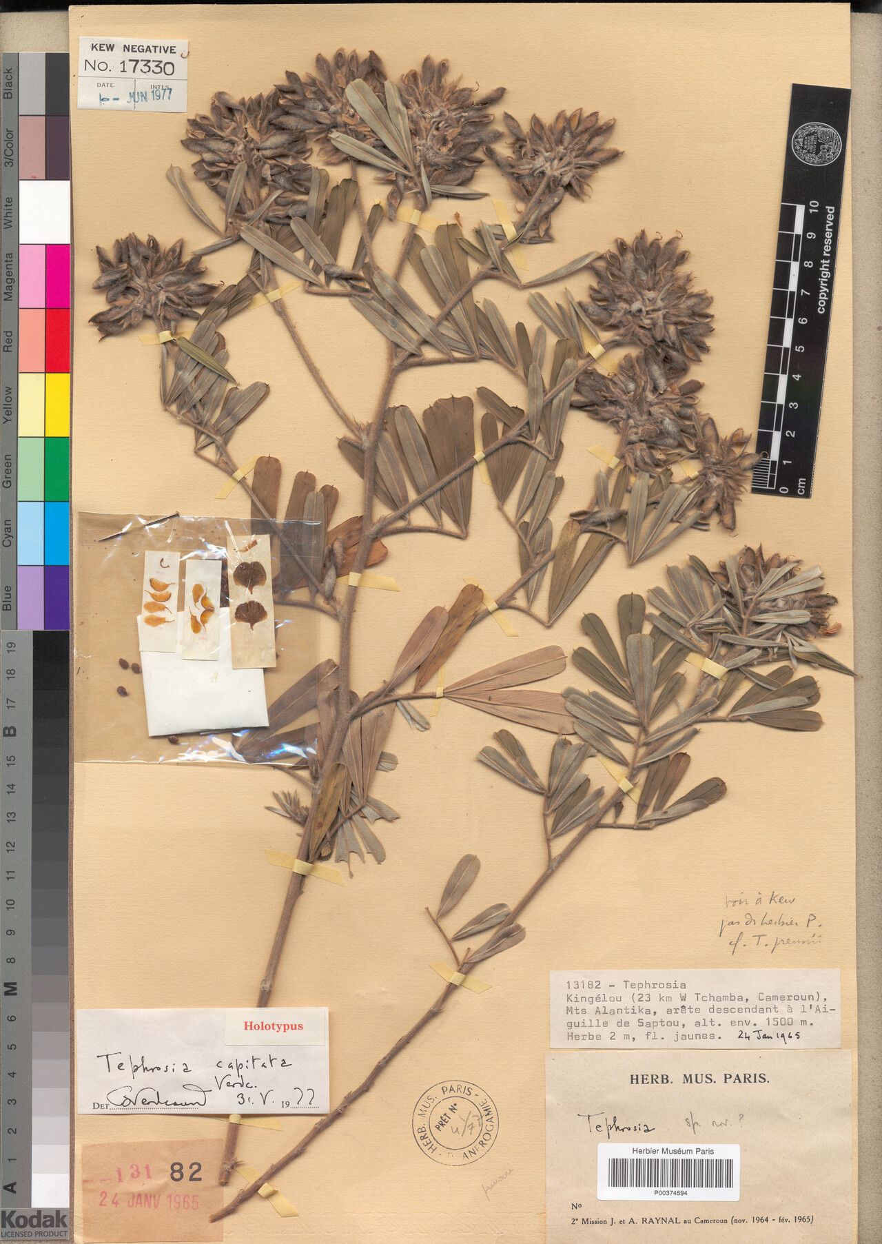 Tephrosia capitata — search result for 'Tephrosia'