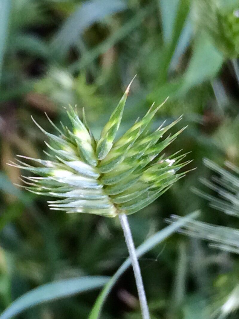 Eremopyrum triticeum flower