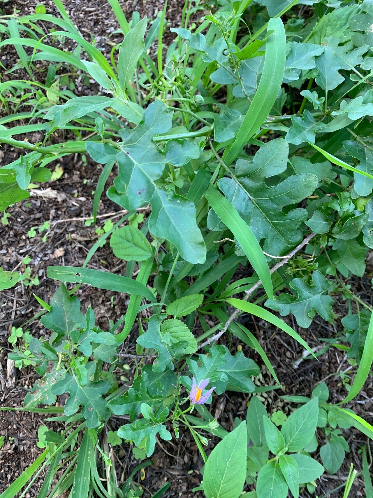 Solanum torreanum habit