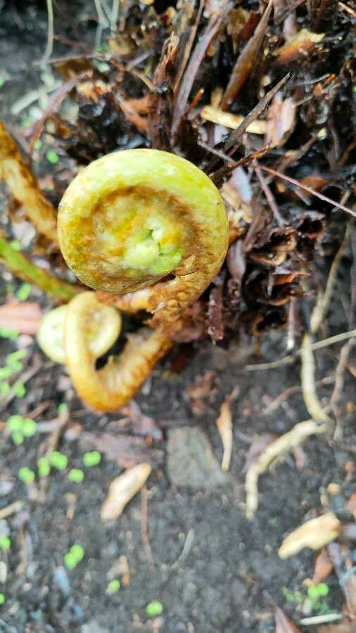 Ptisana attenuata — related species from the same genus