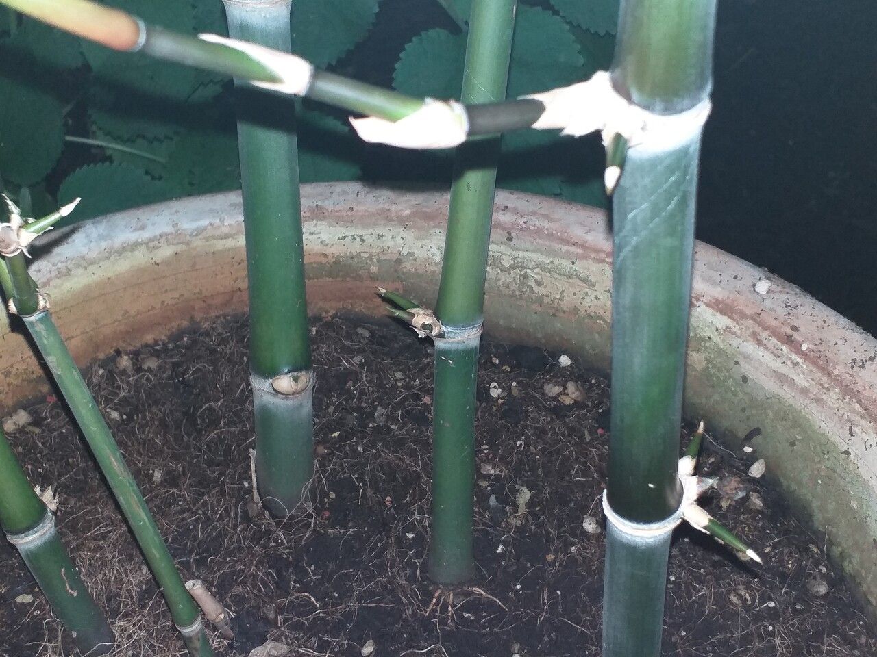 Guadua angustifolia bark